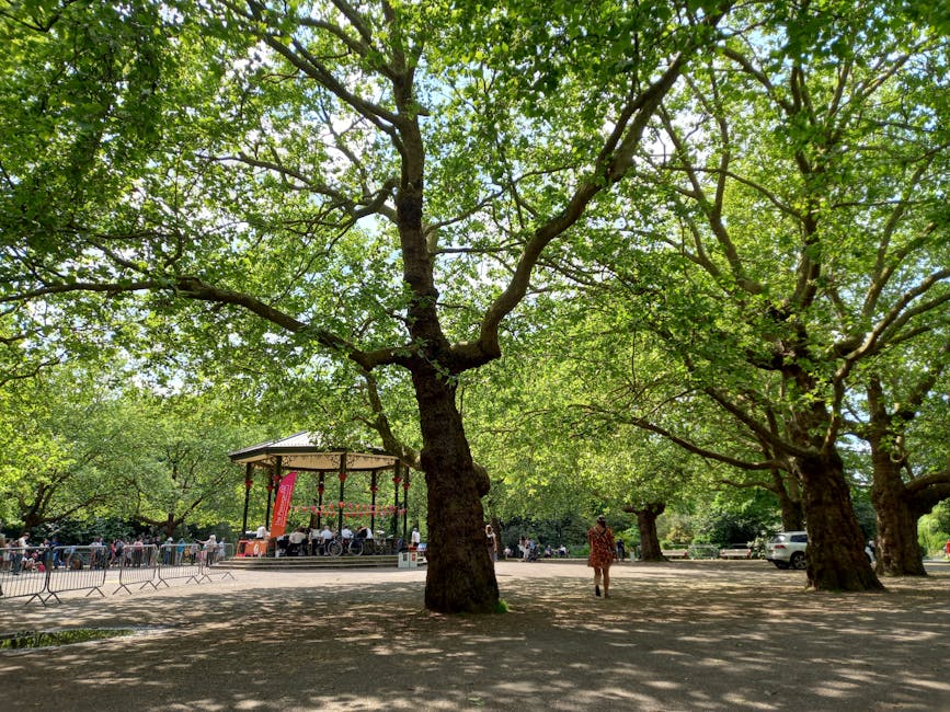 A park scene with tall, mature trees with thick trunks and expansive branches covered in green leaves, providing ample shade on a sunny day. In the background, there is a small outdoor stage with a roof, where a group of musicians or performers are seated, with some musicians standing nearby. Several metal crowd barriers are set up in front of the stage, and a few people are gathered around, possibly spectators or event staff. A person dressed in casual clothing is walking across the open paved area, which is surrounded by the trees. The environment appears peaceful and suitable for outdoor events. This setting is adjacent to a property managed by Man with Van Clapham, a removals company, supporting residential or small event transport and packing activities during home relocation or community gatherings.